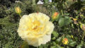 Bild7